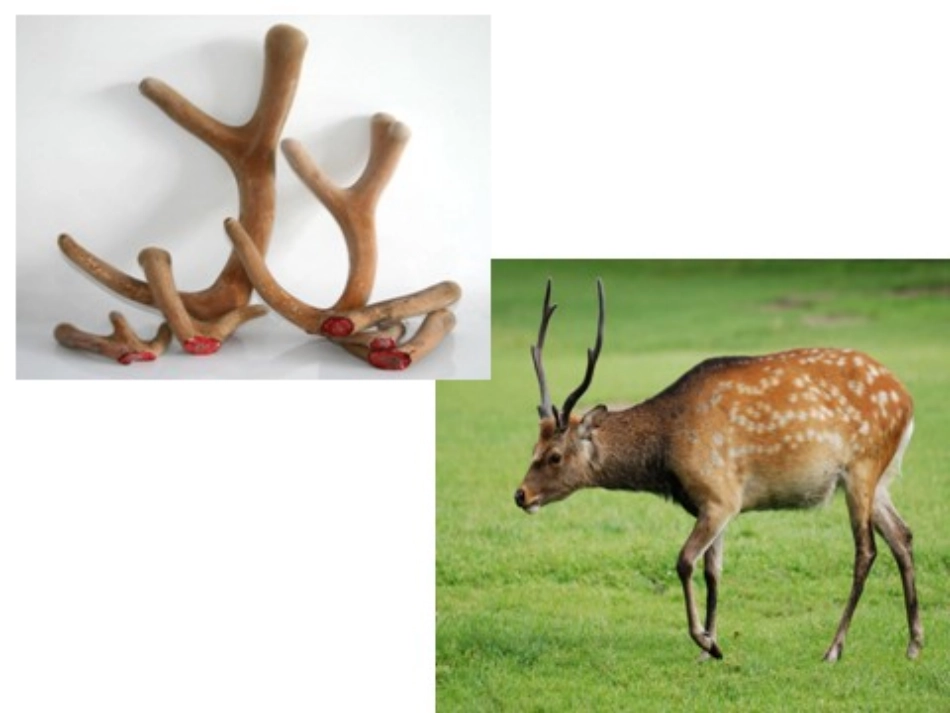 神奇的中草药_第3页