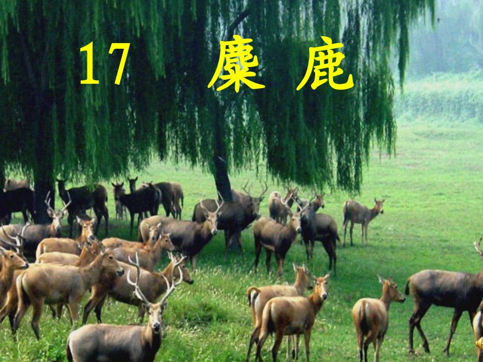 苏教版六上麋鹿课件_第1页