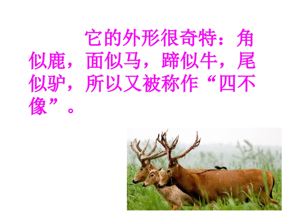 苏教版六上麋鹿课件_第2页