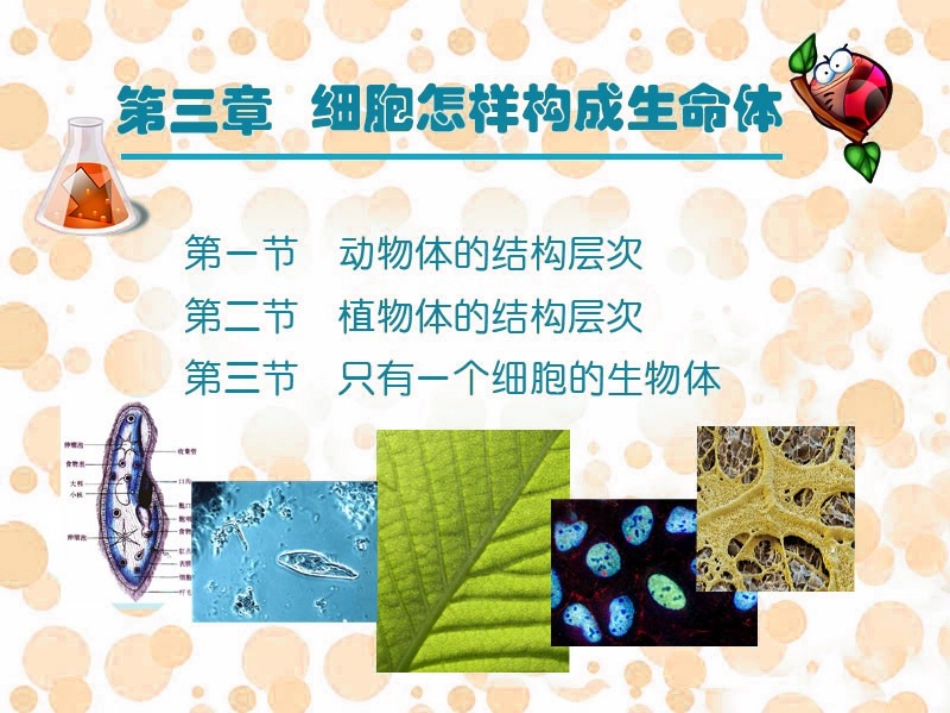 第三章细胞怎样构成生物体总复习_第1页