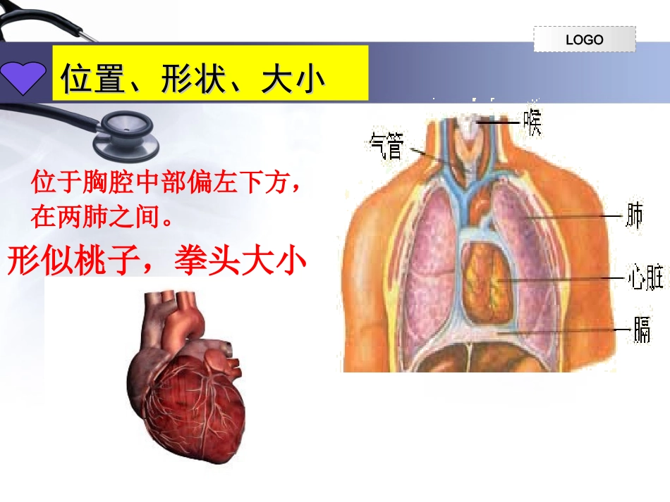 第三节输送血液的泵——心脏_第3页