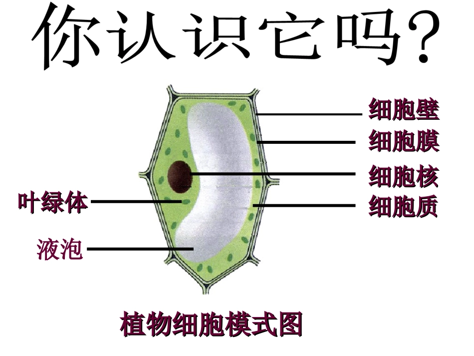 第四节细胞的生活 (2)_第1页