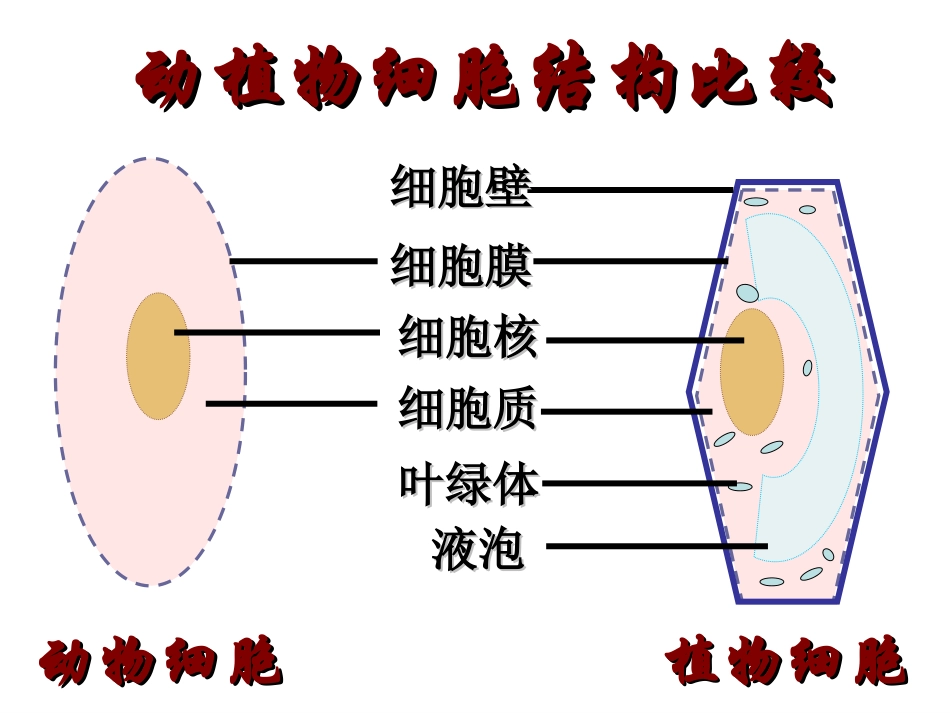 第四节细胞的生活 (2)_第3页