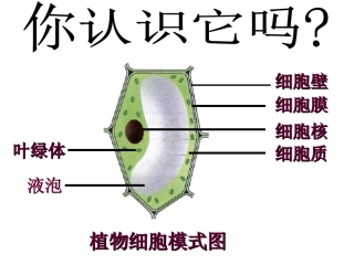第四节细胞的生活 (2)