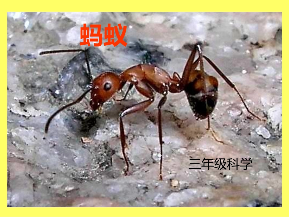 教科版小学科学三年级上册第二单元《蚂蚁》课件_第1页