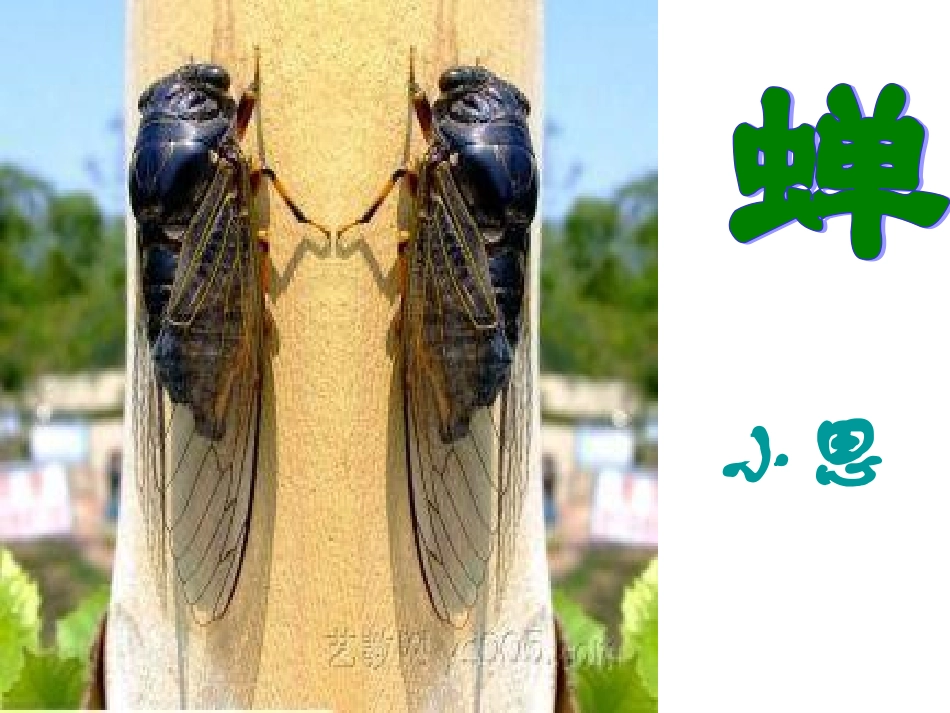 18短文两篇_第2页