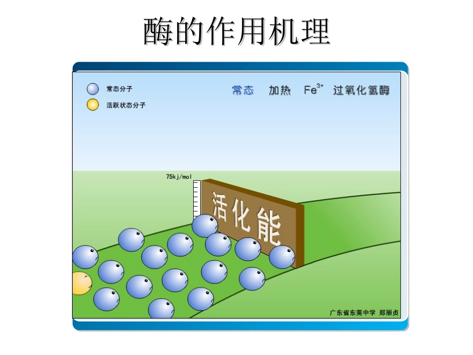 酶的催化作用_第1页