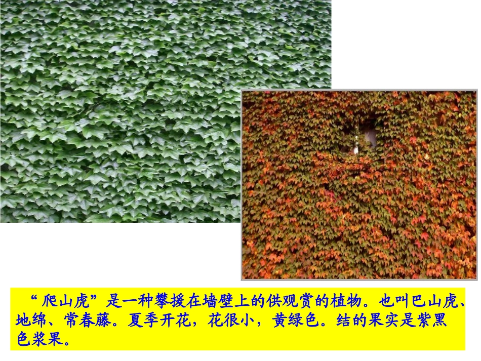 6爬山虎的脚 (4)_第2页