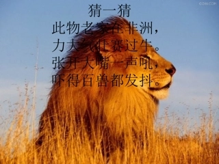 27、两只小狮子 (2)