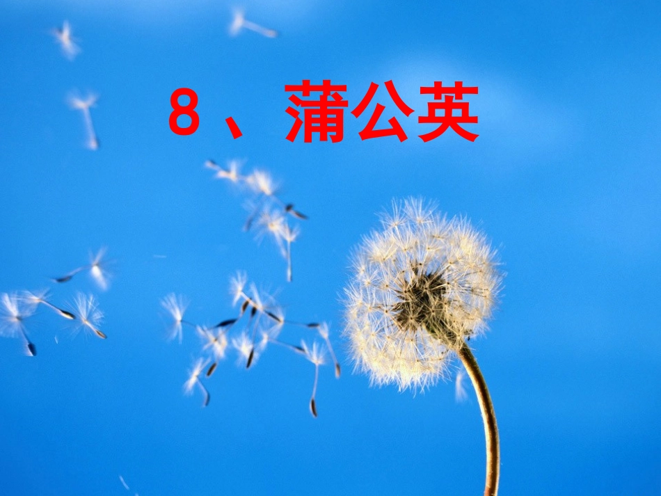 蒲公英课件 (7)_第1页