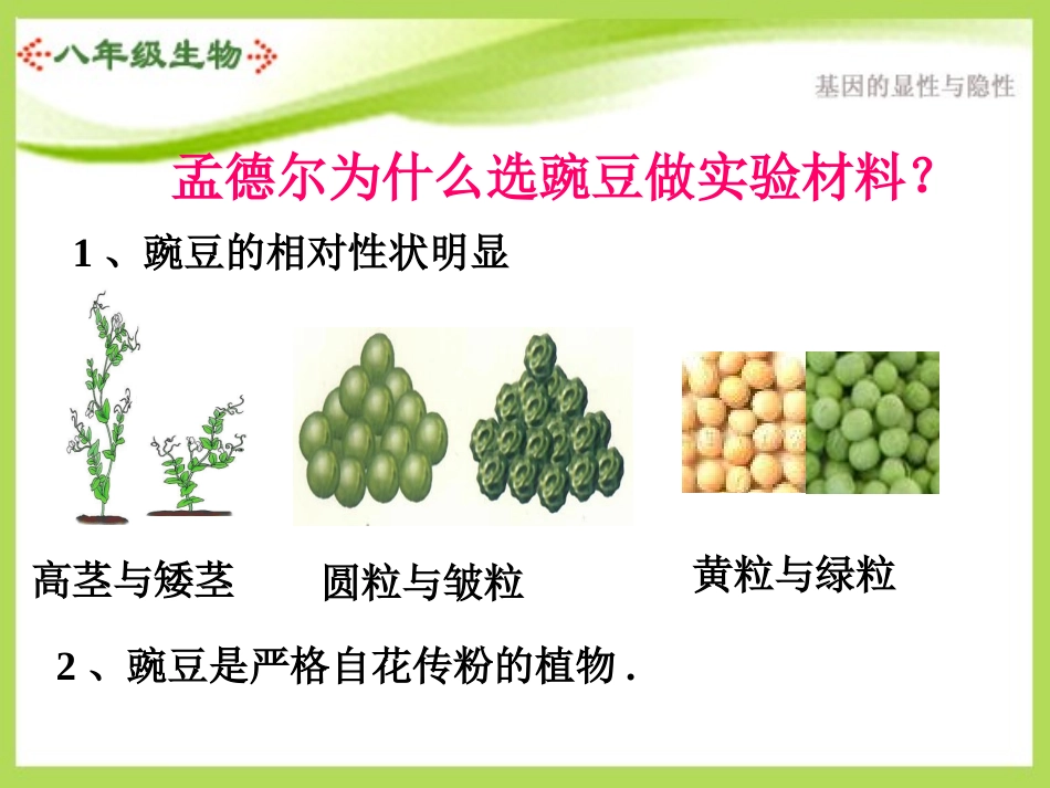 基因的显性和隐性_第2页