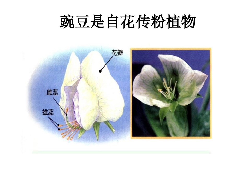 基因的显性和隐性_第3页