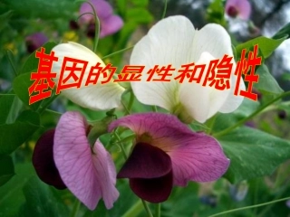 基因的显性和隐性