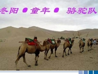 冬阳童年骆驼队课件