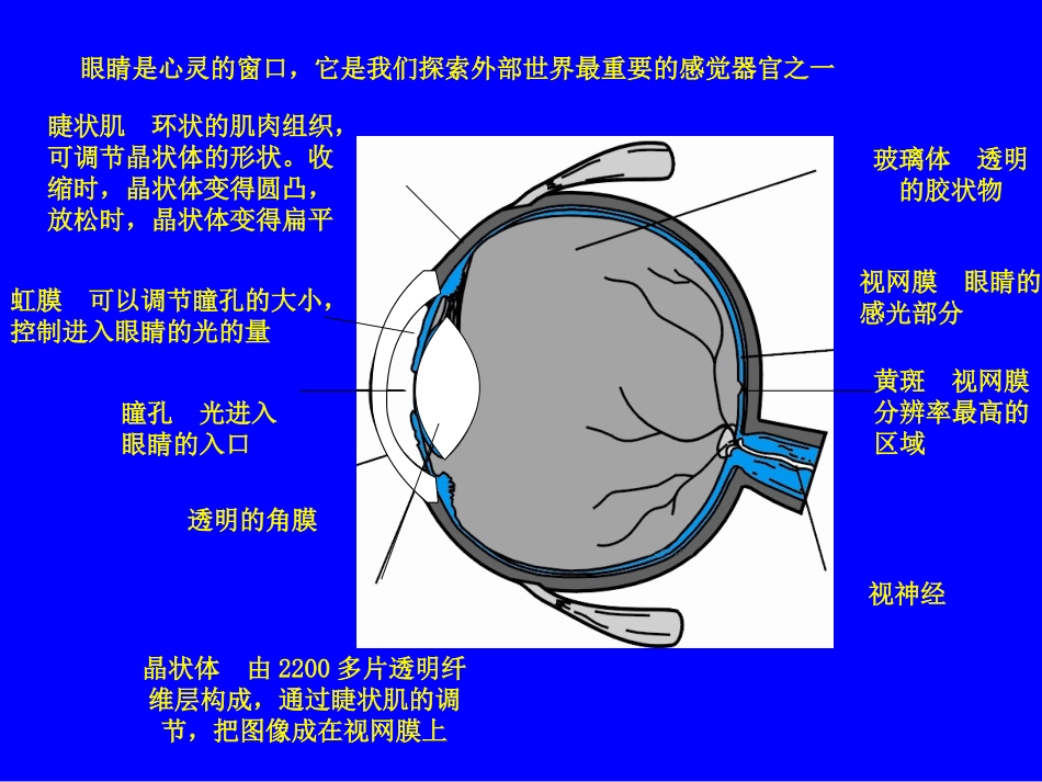 第六章第四节眼睛和眼镜_第2页