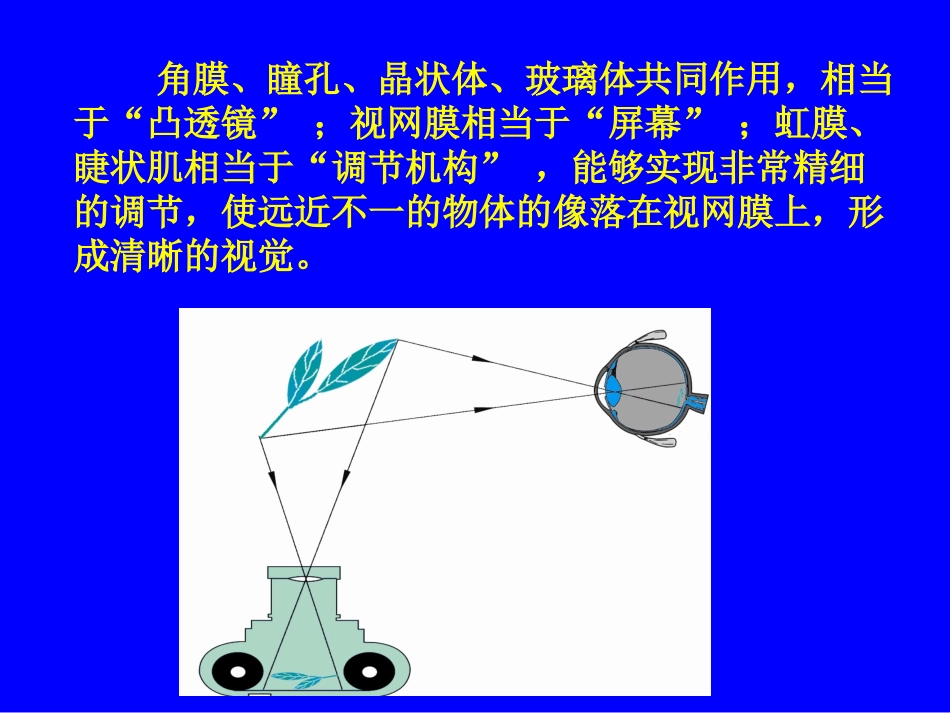 第六章第四节眼睛和眼镜_第3页