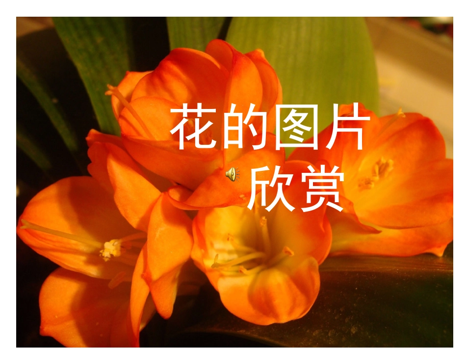 茂密的花二年级_第1页