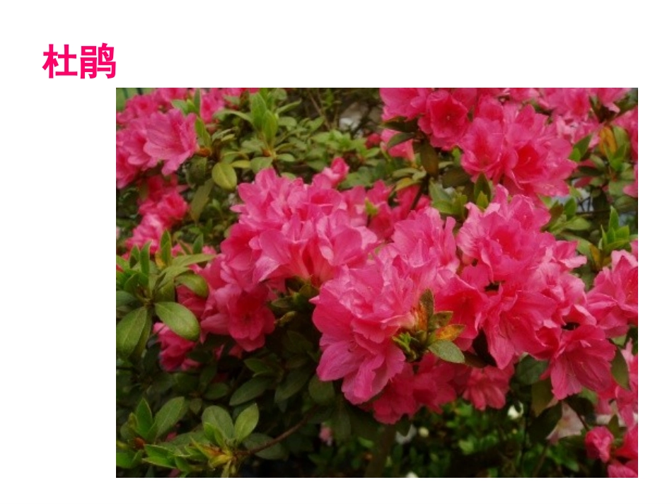 茂密的花二年级_第3页