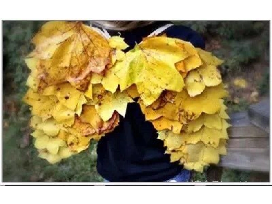 作文教学——秋叶欣赏课件 (2)_第3页