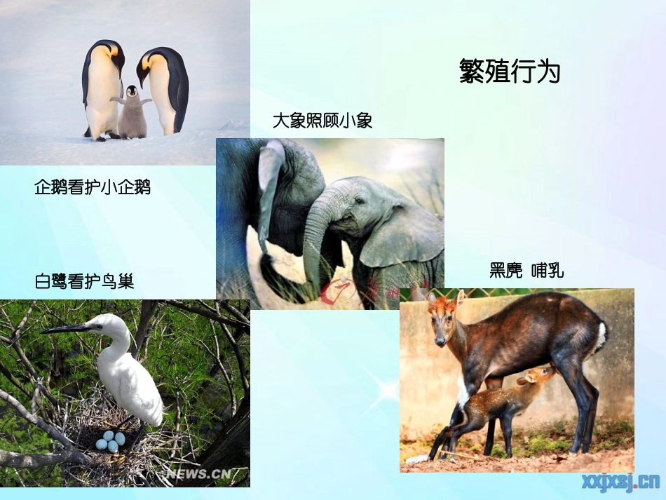 动物行为课件5_第2页