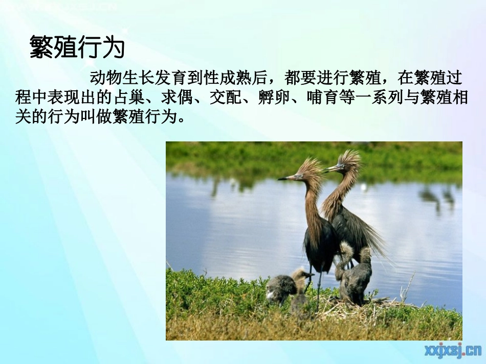 动物行为课件5_第3页