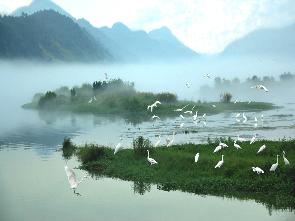 最后的白鹭丝_第1页