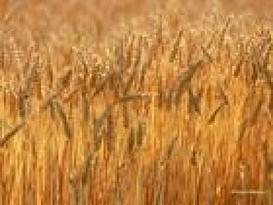 三年级秋天的雨_第3页