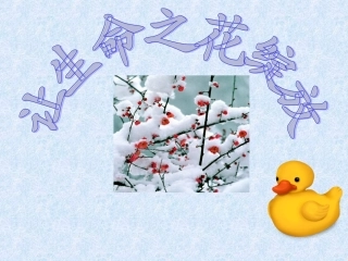 让生命之花绽放2