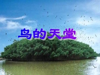 鸟的天堂_PPT课件 (2)