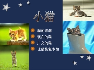 优秀作品－猫