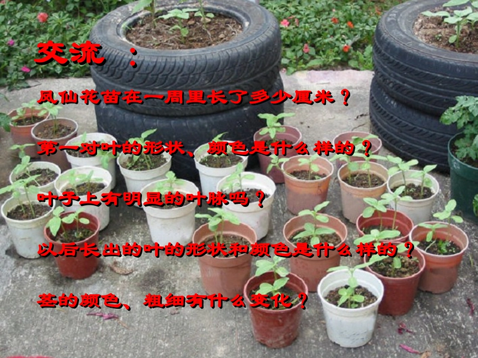 芽长成苗课件_第2页