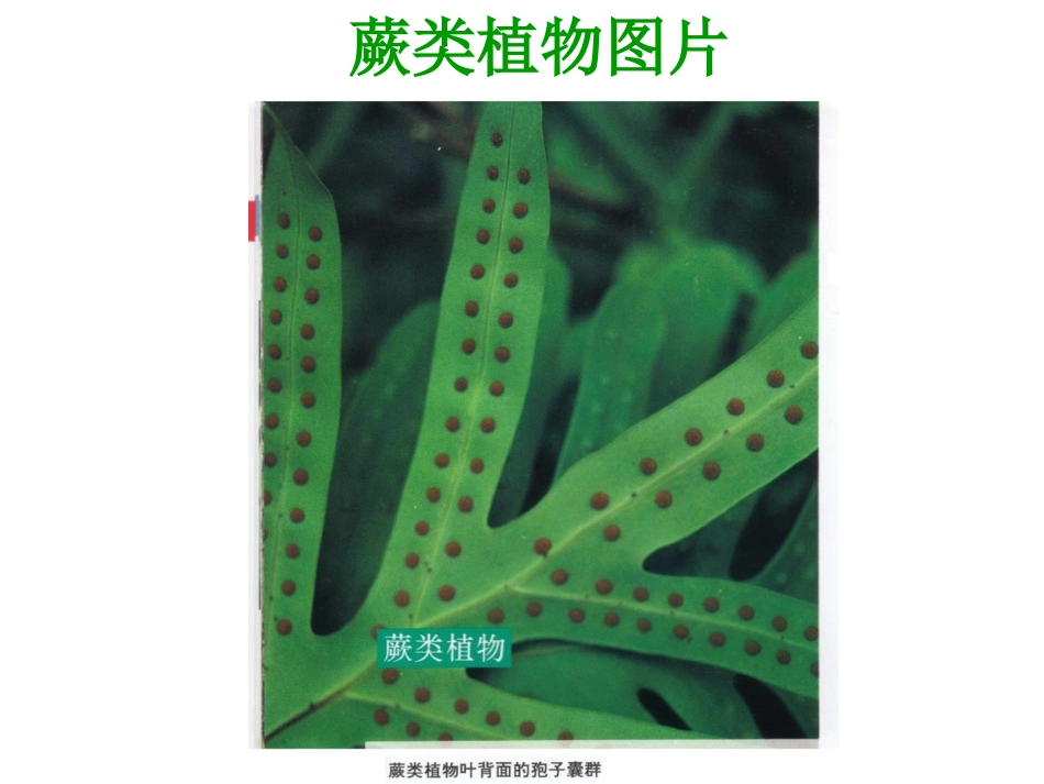 蕨类植物特征_第2页
