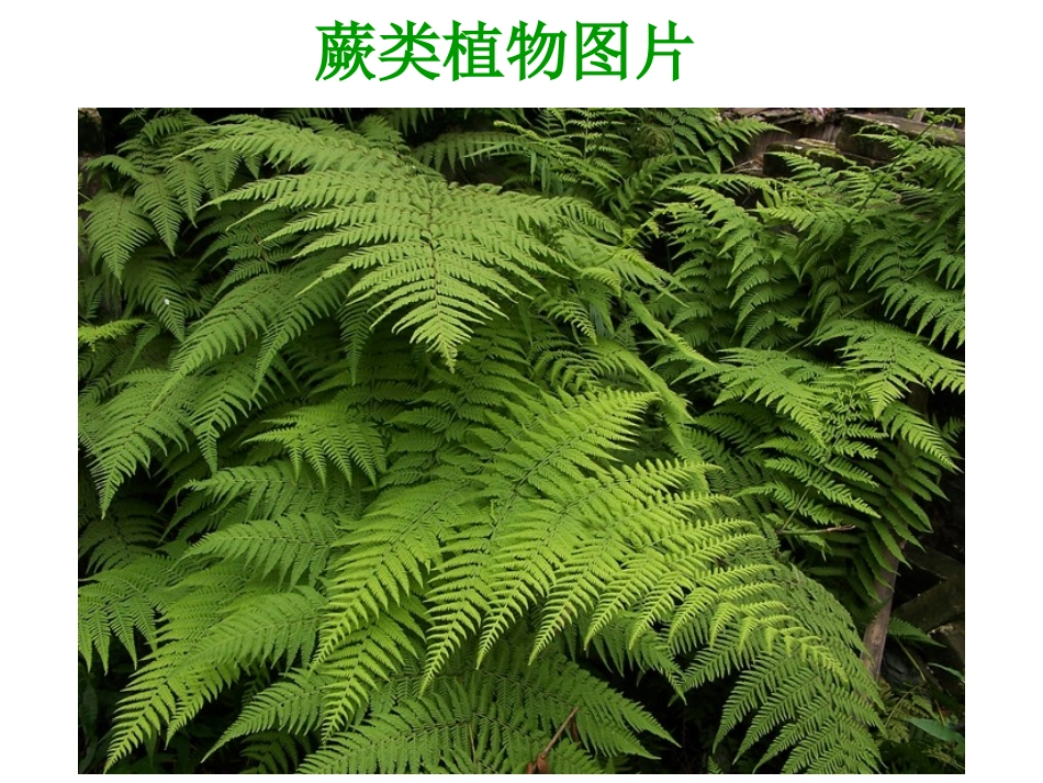 蕨类植物特征_第3页