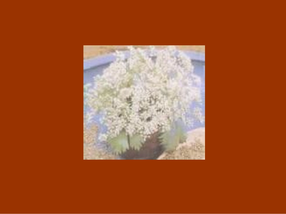 药王袍的故事_第2页