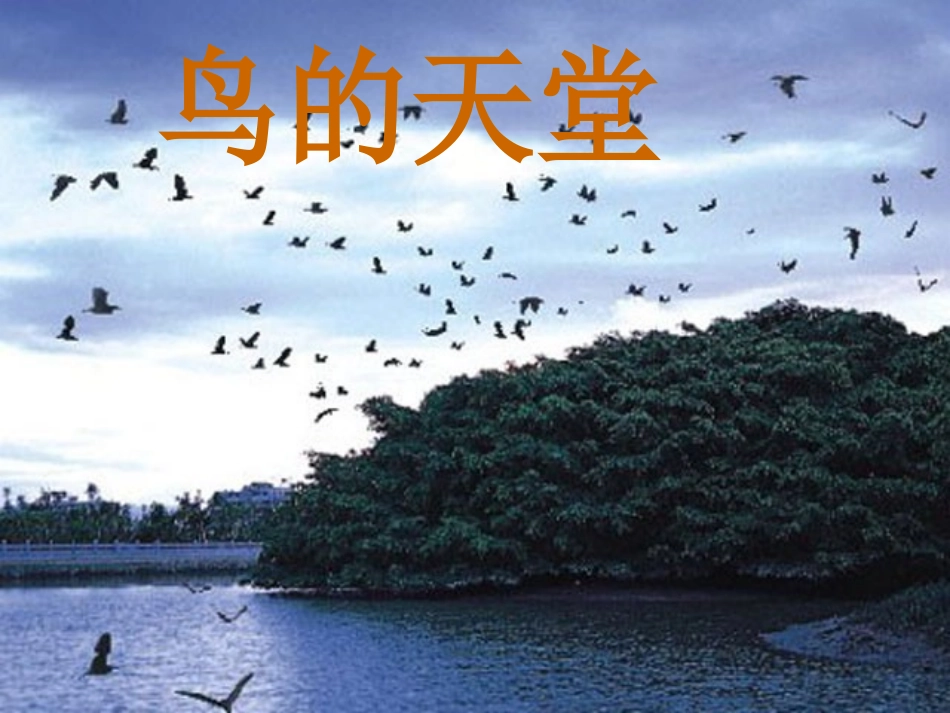 3《鸟的天堂》_第1页