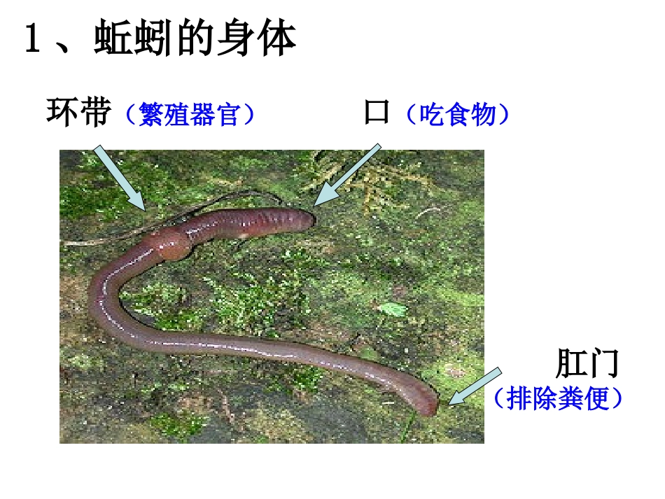 第六课《金鱼》课件_第1页