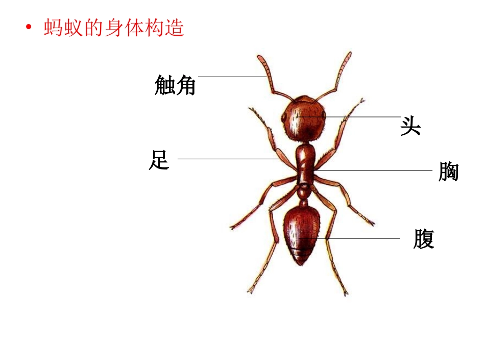 第六课《金鱼》课件_第2页