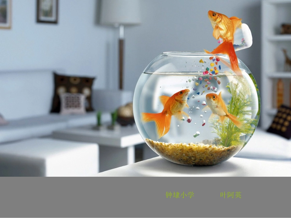 第六课《金鱼》课件_第3页