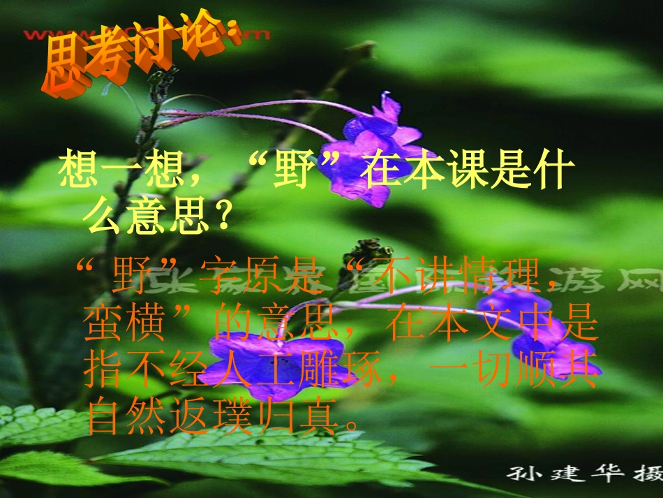 4索溪峪的野_第2页