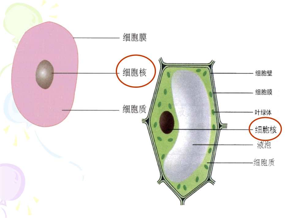 第二节基因在亲子间的传递_第3页