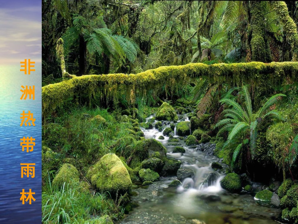 《地球之肺在受伤》课件(公开课专用)418_第3页