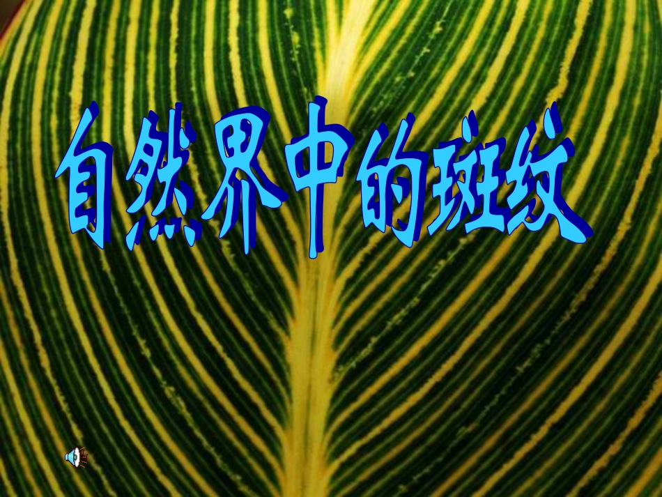 《美丽的斑纹》_第3页