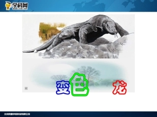 变色龙 (2)