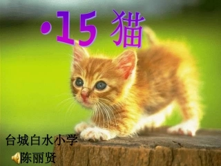 《猫》公开课