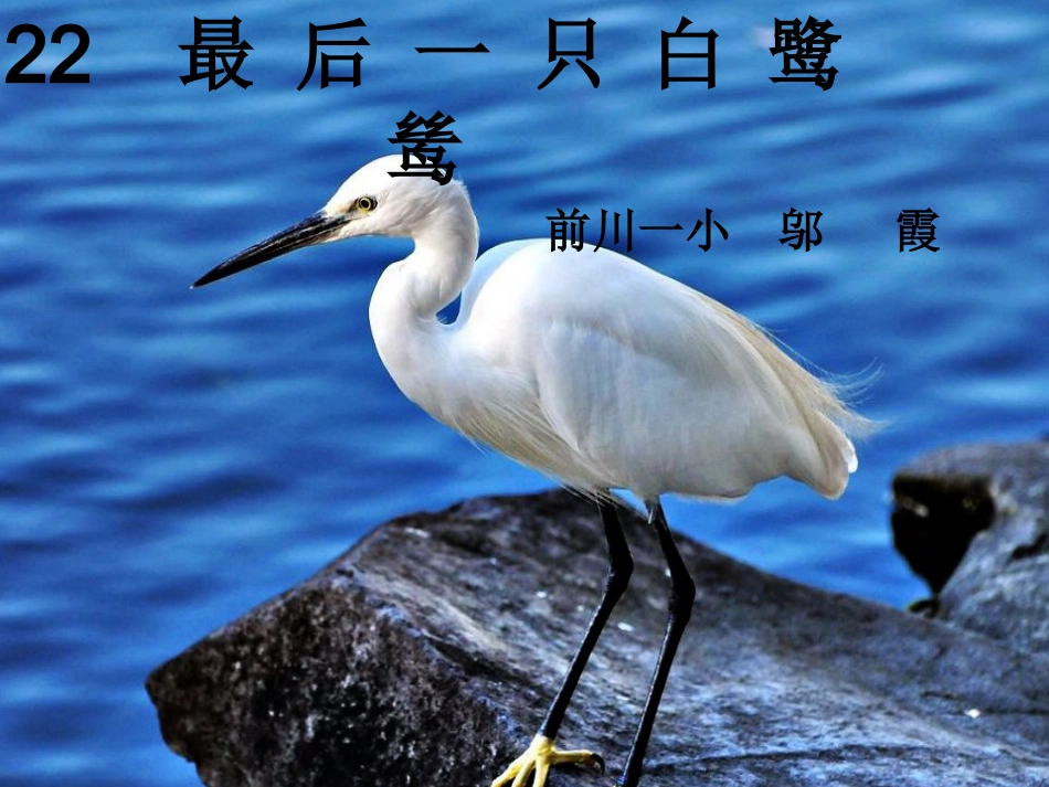 22最后一只白鹭鸶_第1页