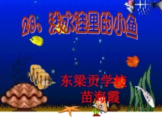浅水里的小鱼