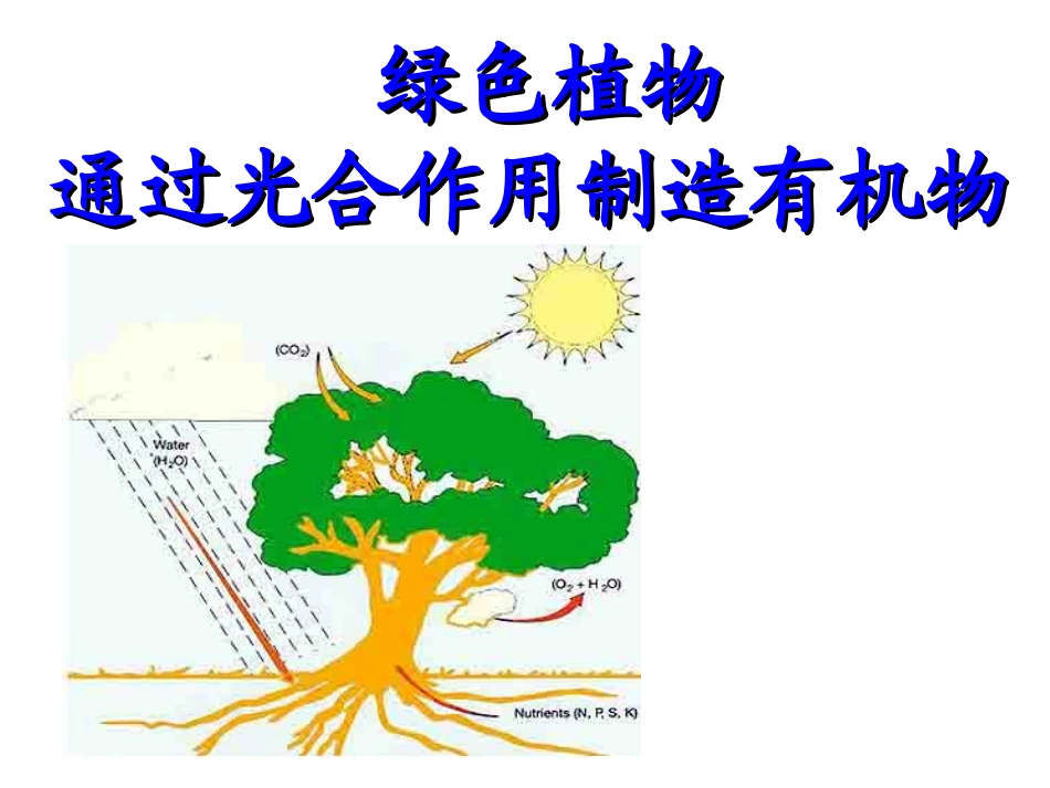 绿叶在光下制造有机物课件_第1页