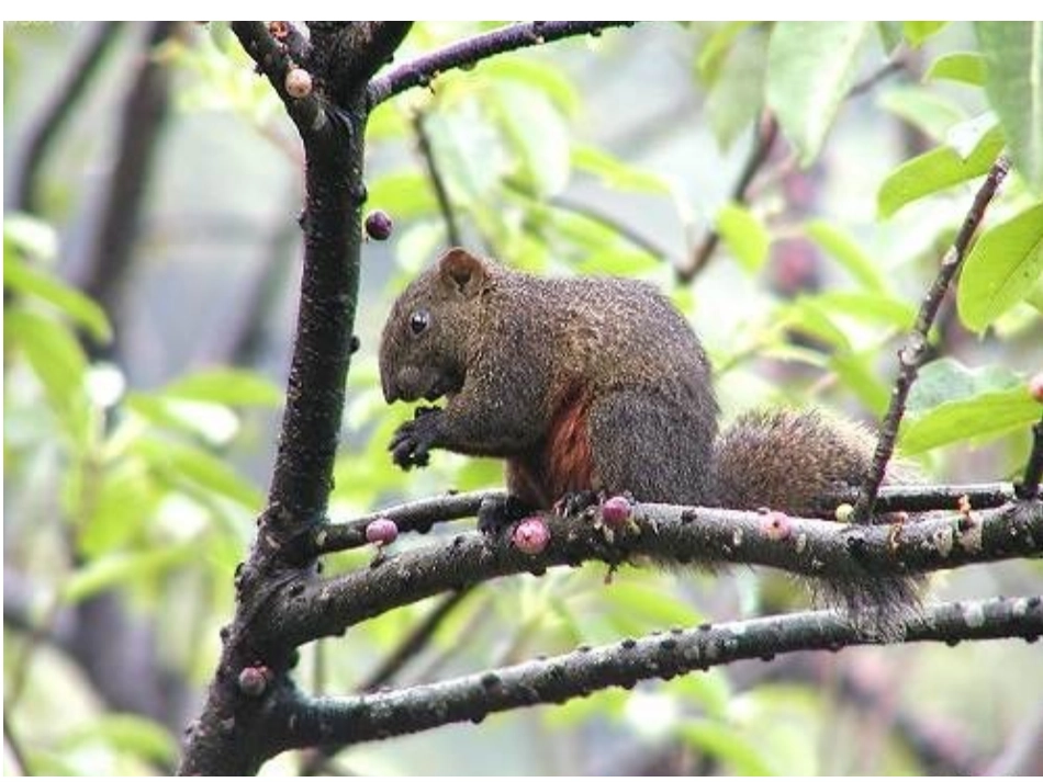 （课堂教学课件2）松鼠_第2页