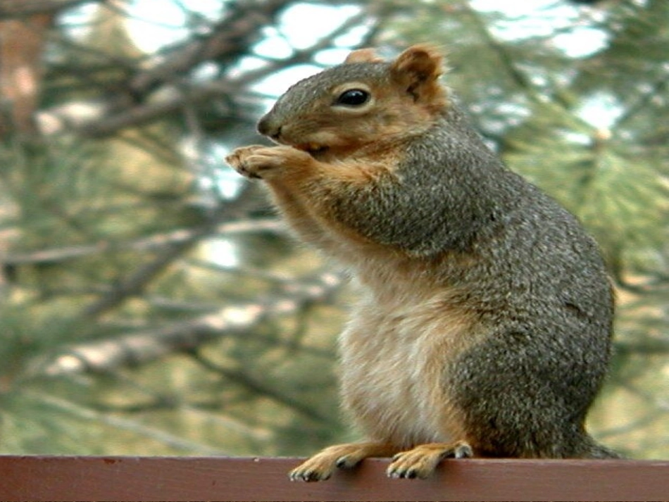（课堂教学课件2）松鼠_第3页