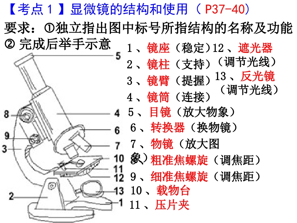 生物体的结构层次复习_第2页